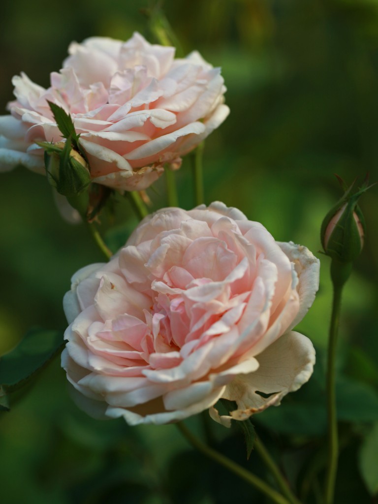 2012 06 15_6371_edited-1