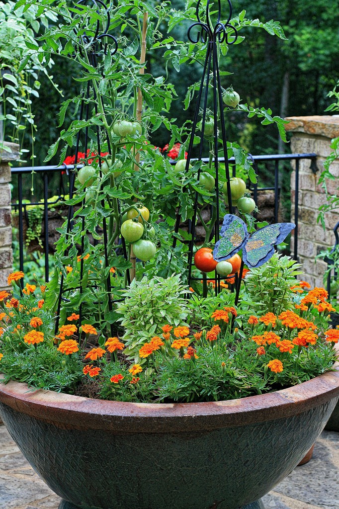 Large container planted with tomatoes, basil and marigolds