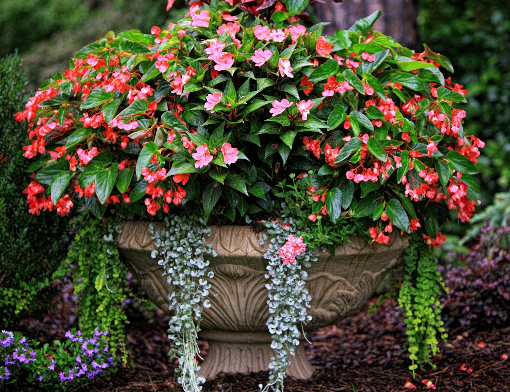 2011 06 24_0545_edited-1 copy