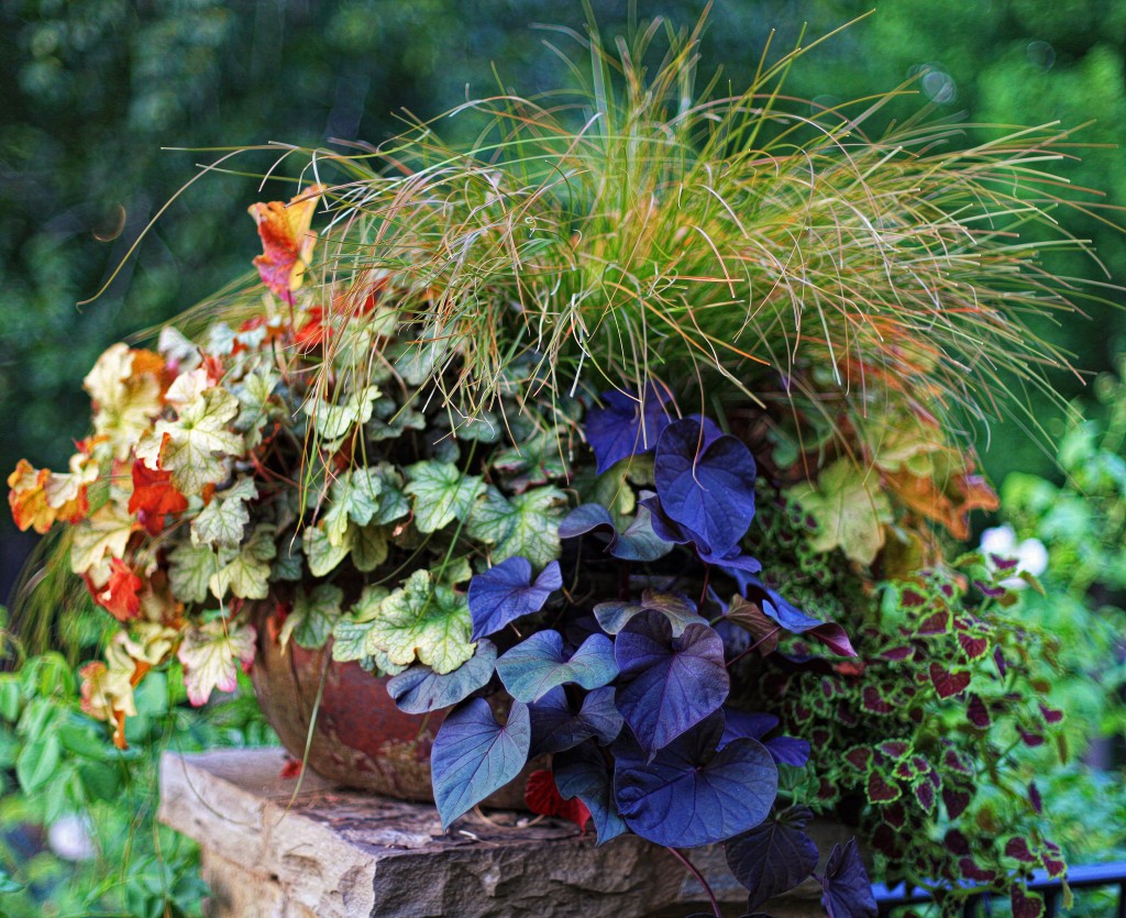My container selected as finalist for Fine Gardening's 2012 Container Design Challenge 'Fantastic Foliage' .