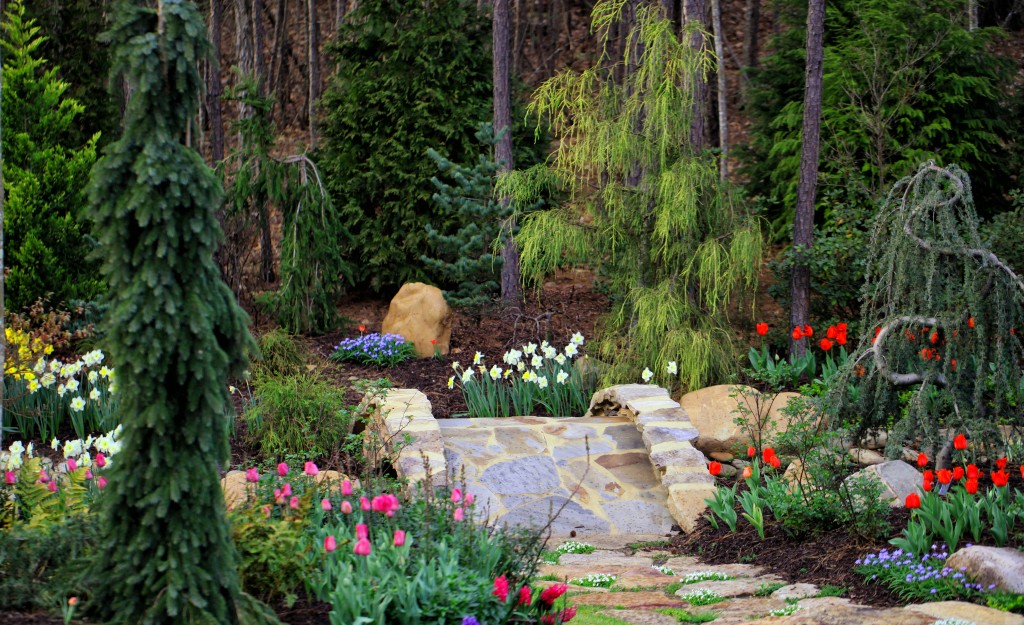 Spring bulbs surrounding my conifers and Stonebridge.