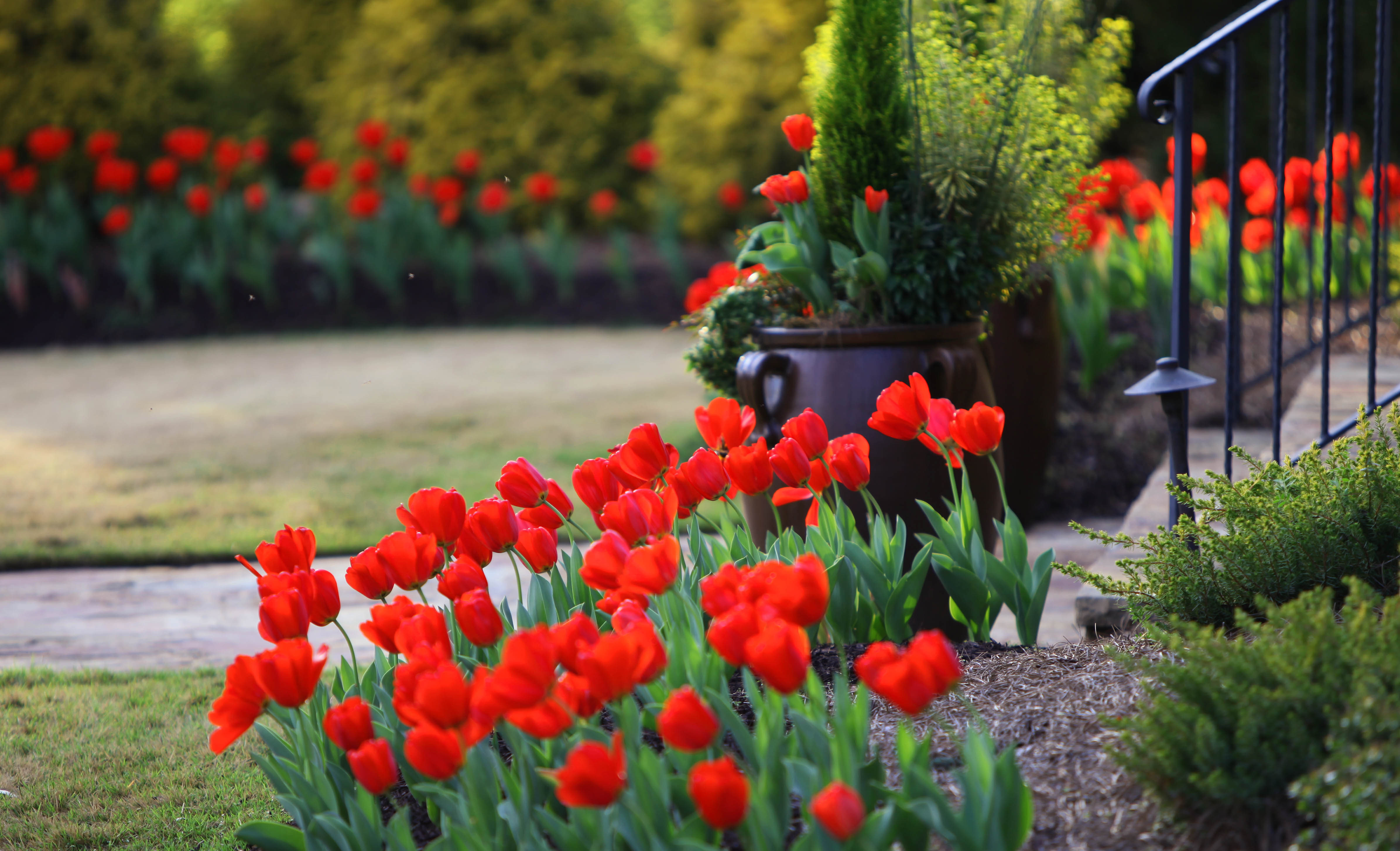 Front yard island beds with red tulips.