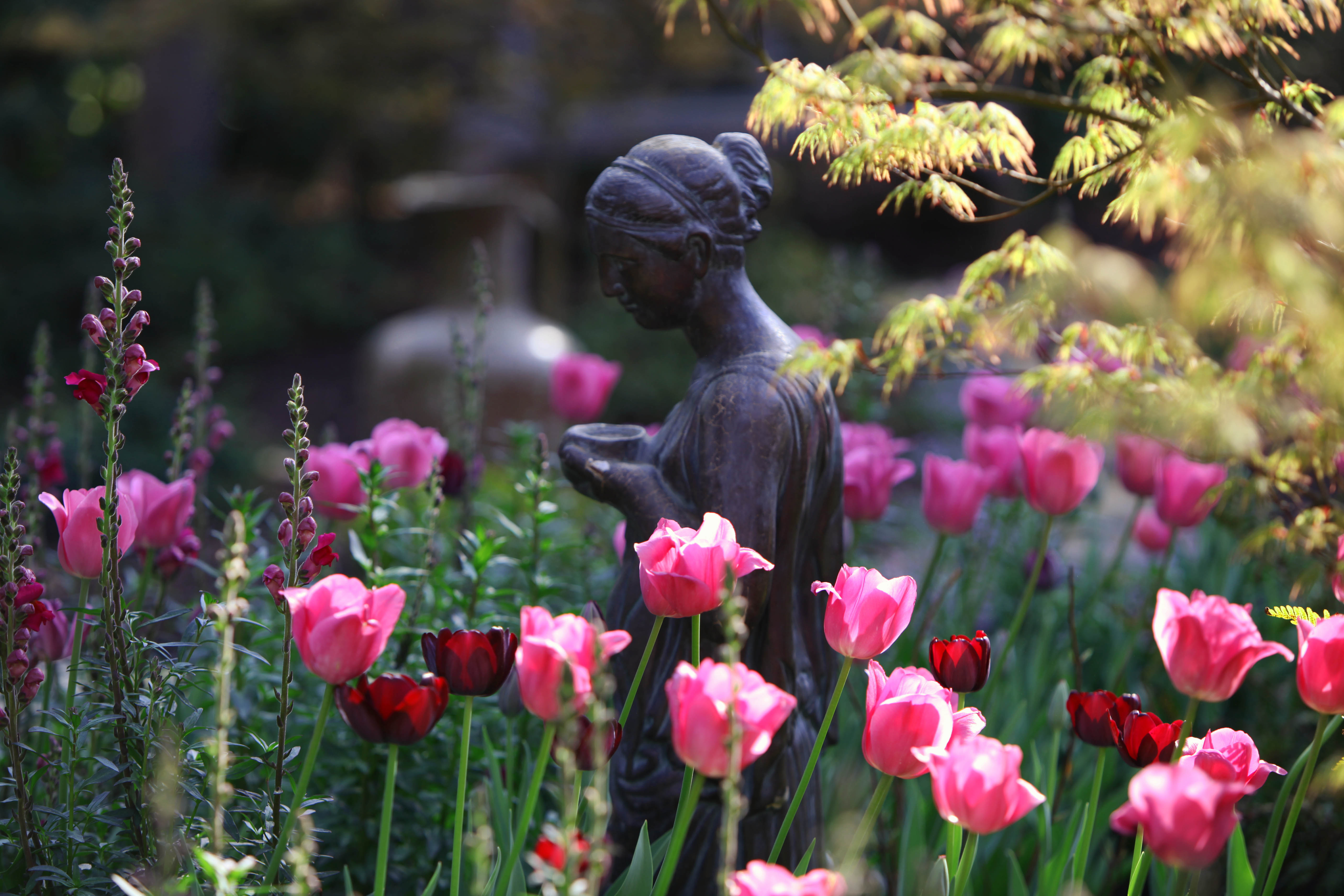 'Strike Me Pink' Lady Diana statue planting bed.