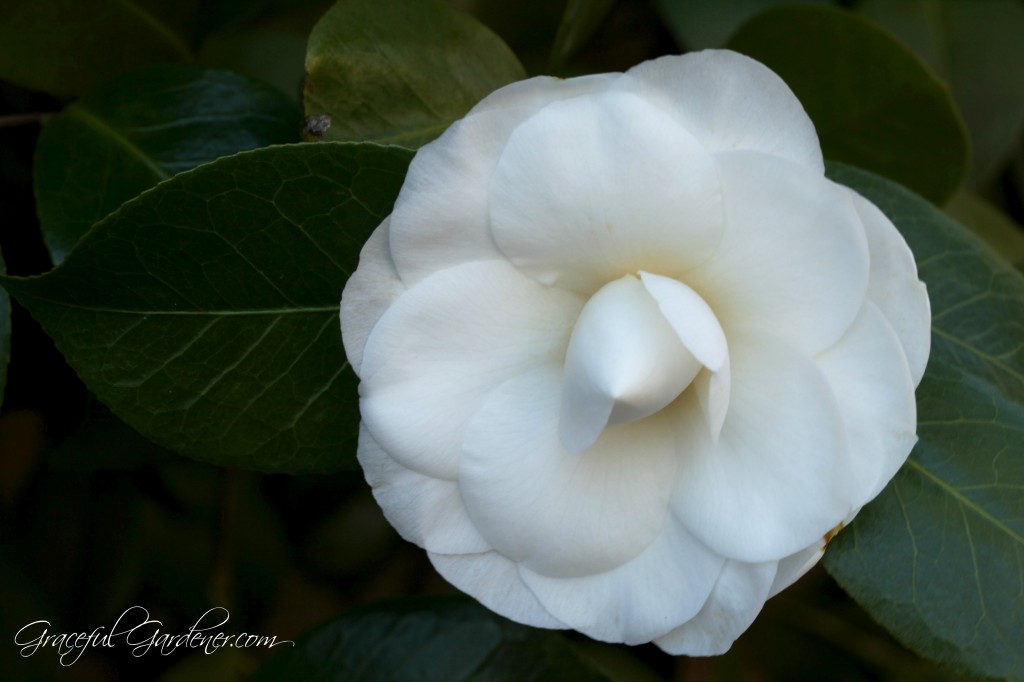 Camellia japonica 'Nuccio's Gem'