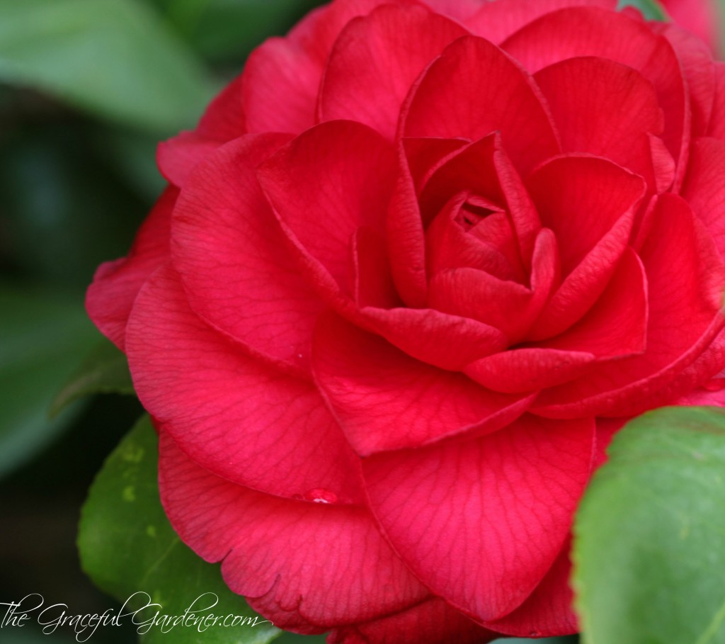 Nuccio's bella rosa