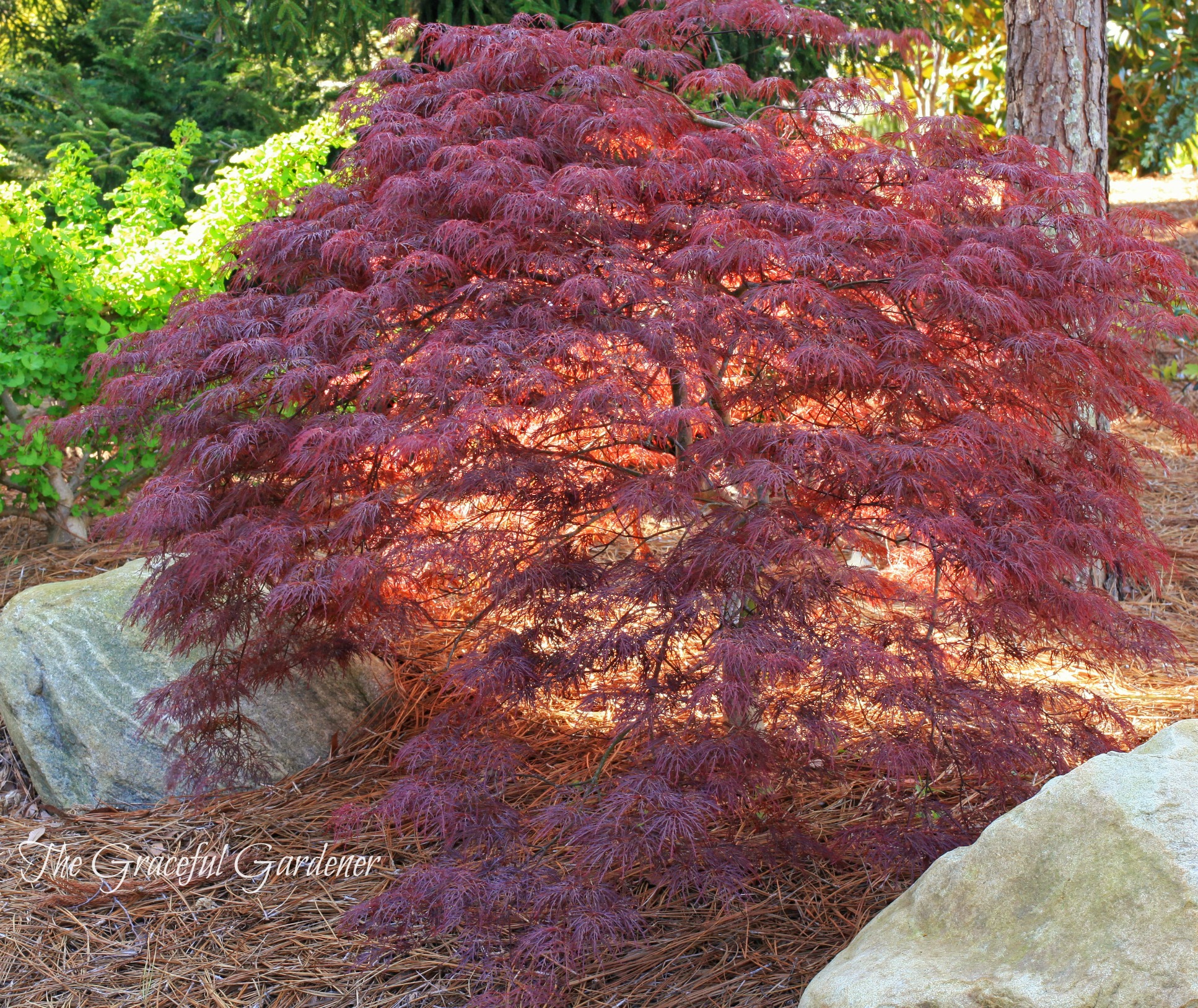 Acer palmatum 'Red Feathers' Japanese Maple