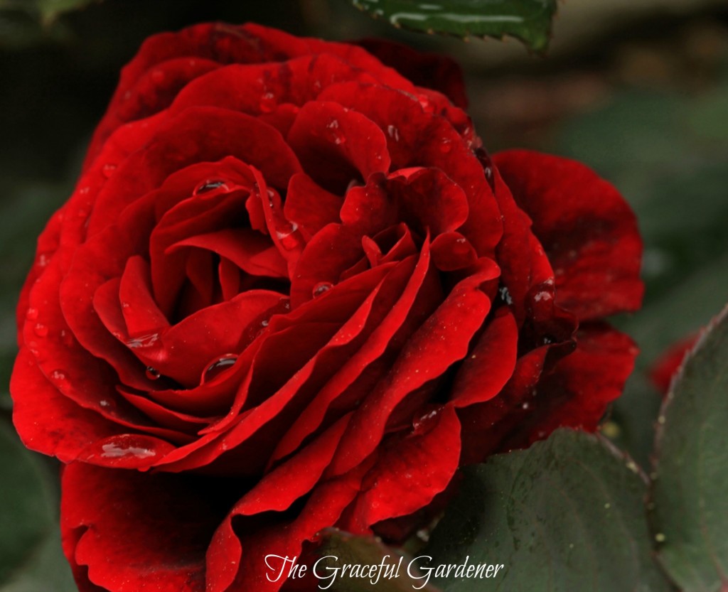 'Don Juan' climbing rose