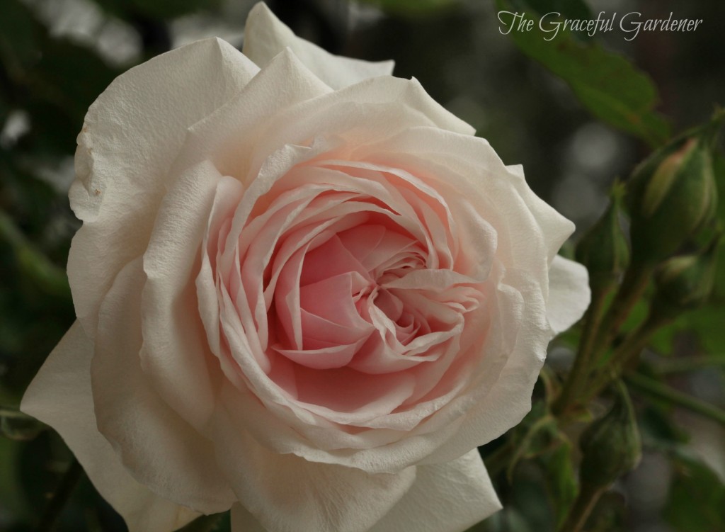 'Mystic Beauty' Bourbon rose