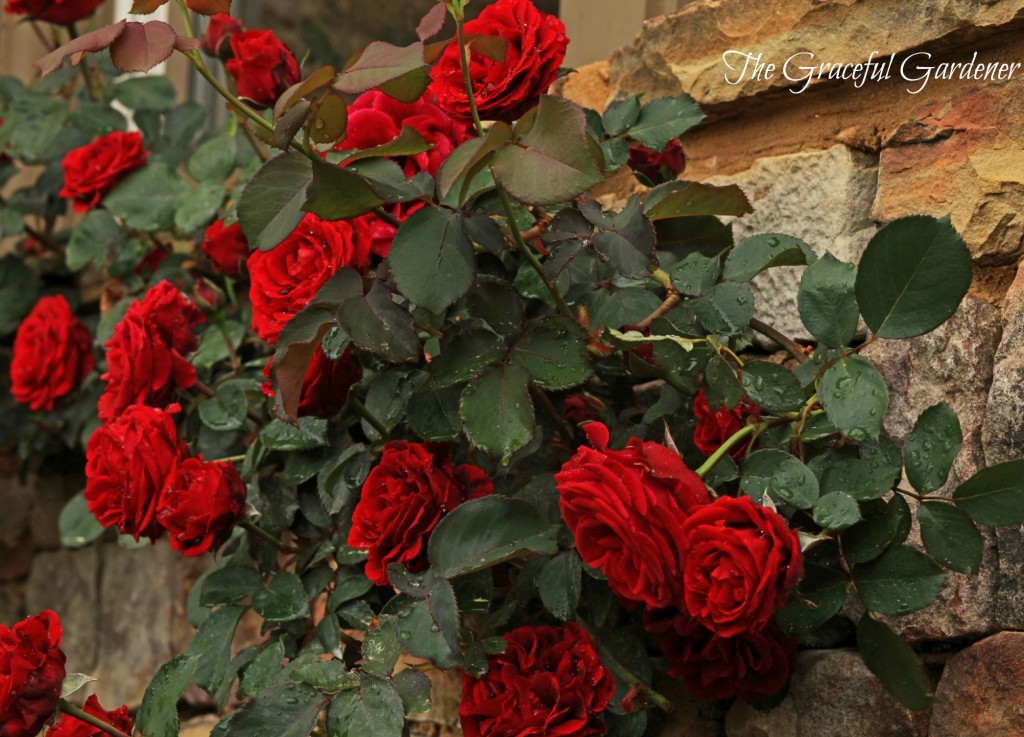 Climbing rose 'Don Juan'