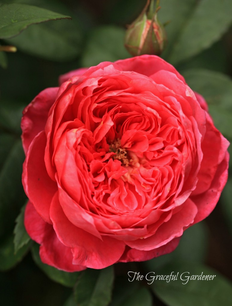 David Austin 'Benjamin Britten' shrub rose