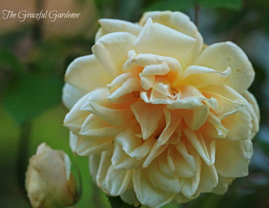 Climbing Noisette rose 'Rev'd'Or'