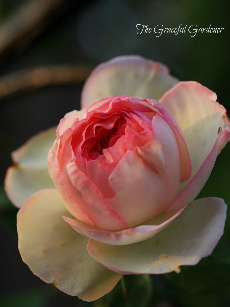 Climbing rose 'Eden'