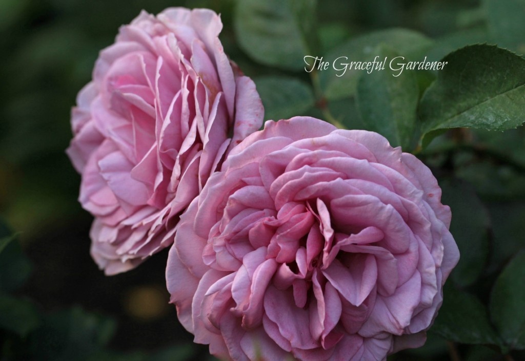 Floribunda rose 'Love Song'