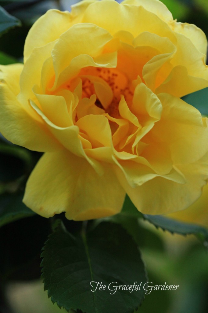 Climbing rose 'Golden Gate' (Kordes)