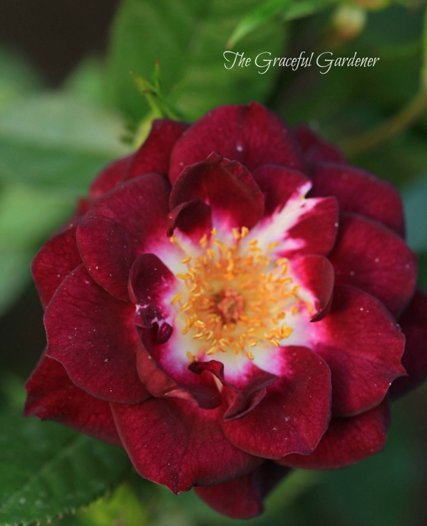 Miniature rose 'Diamond Eyes'