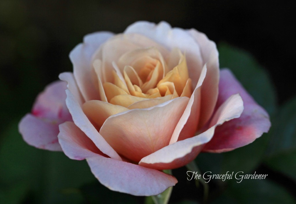 'Distant Drums' shrub rose