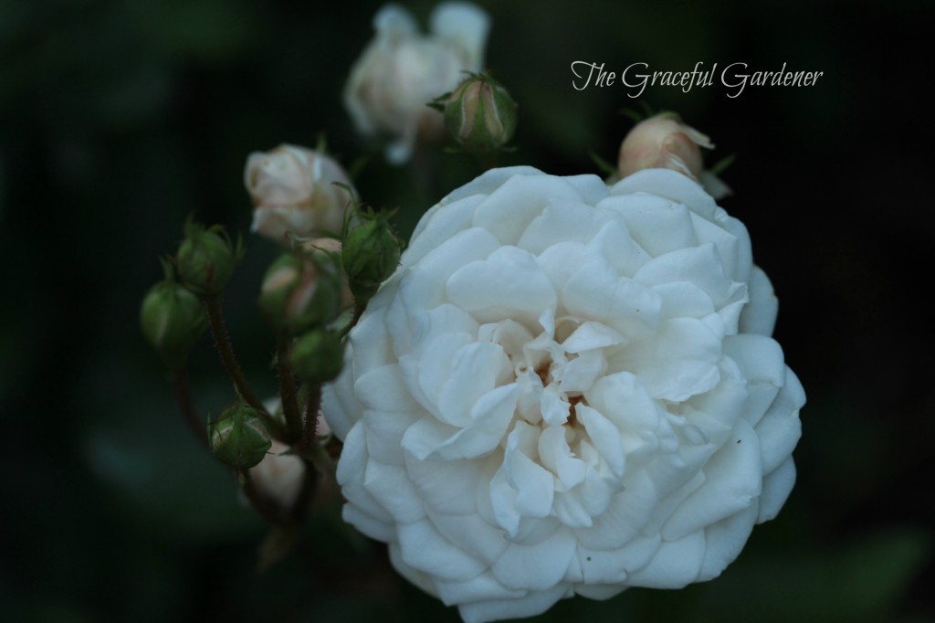 'Marie Pavie' Polyantha rose