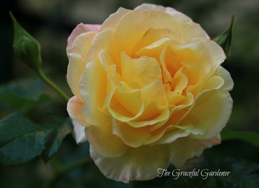 Climbing rose 'Moonlight' (Kordes)