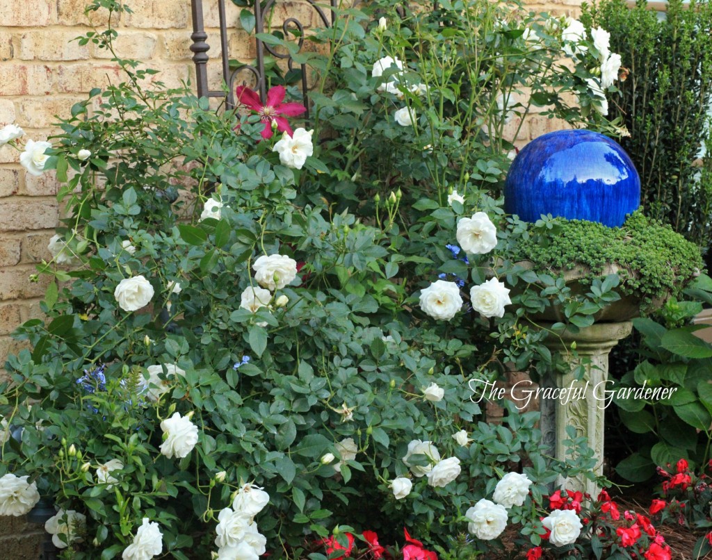 Climbing 'Iceburg' growing against a trellis.