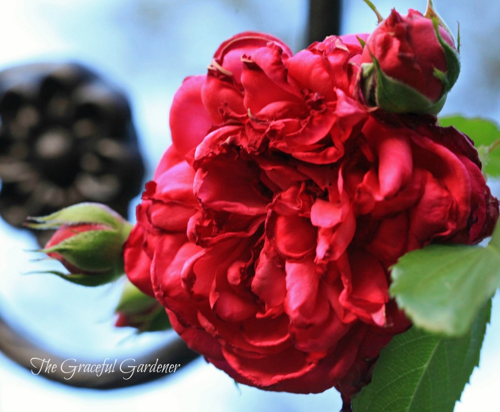 Kordes Climbing rose 'Laguna' 