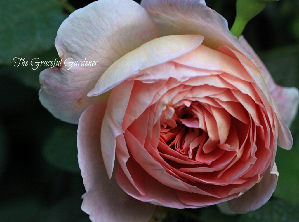 David Austin 'Evelyn'