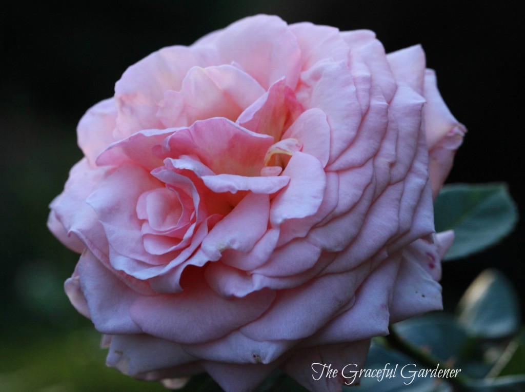 Climbing rose 'Lady Ashe'