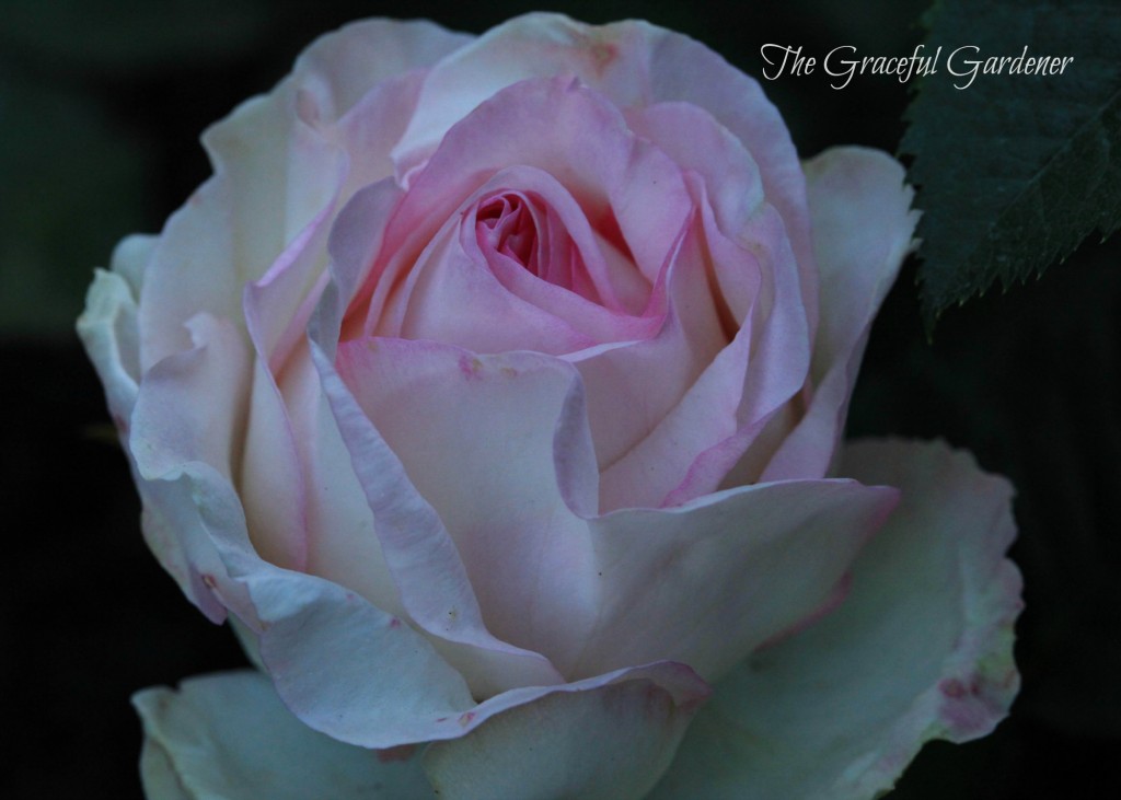 Hybrid Tea 'Moonstone'