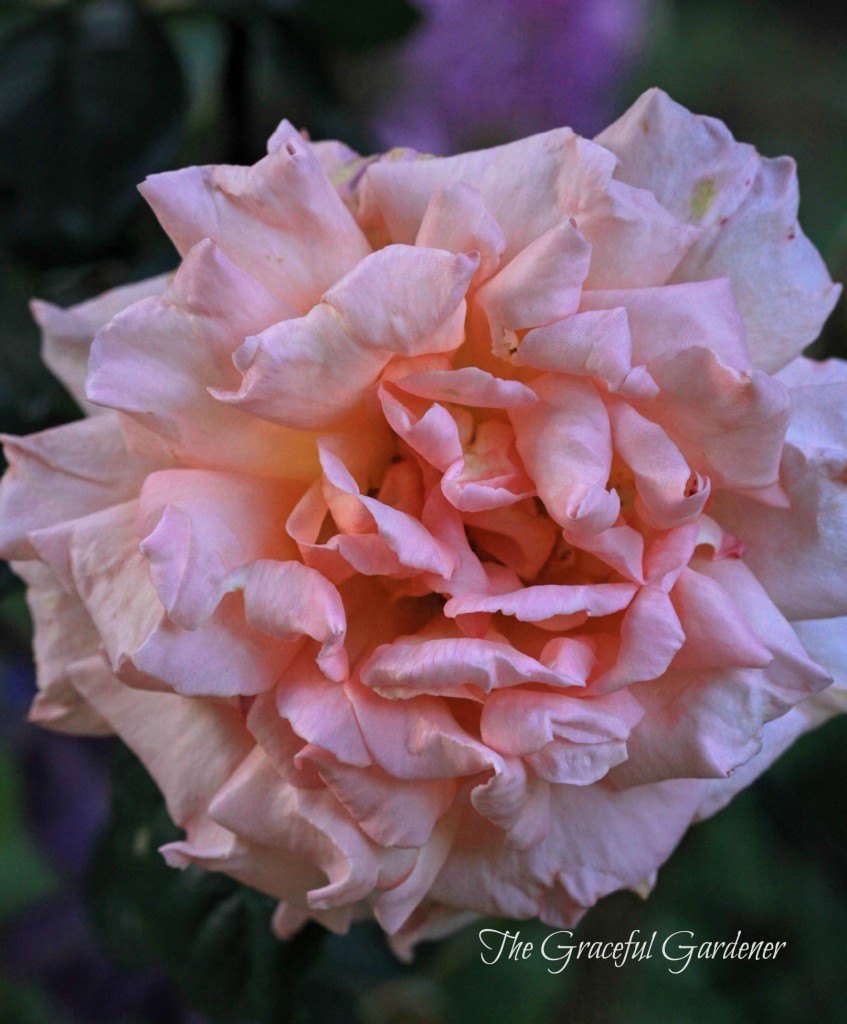 'Compassion' climbing rose in full bloom
