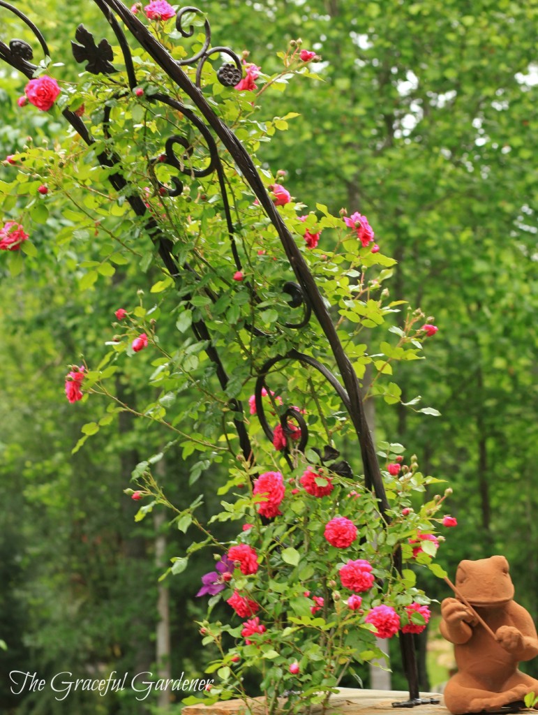 Kordes climbing rose 'Laguna'