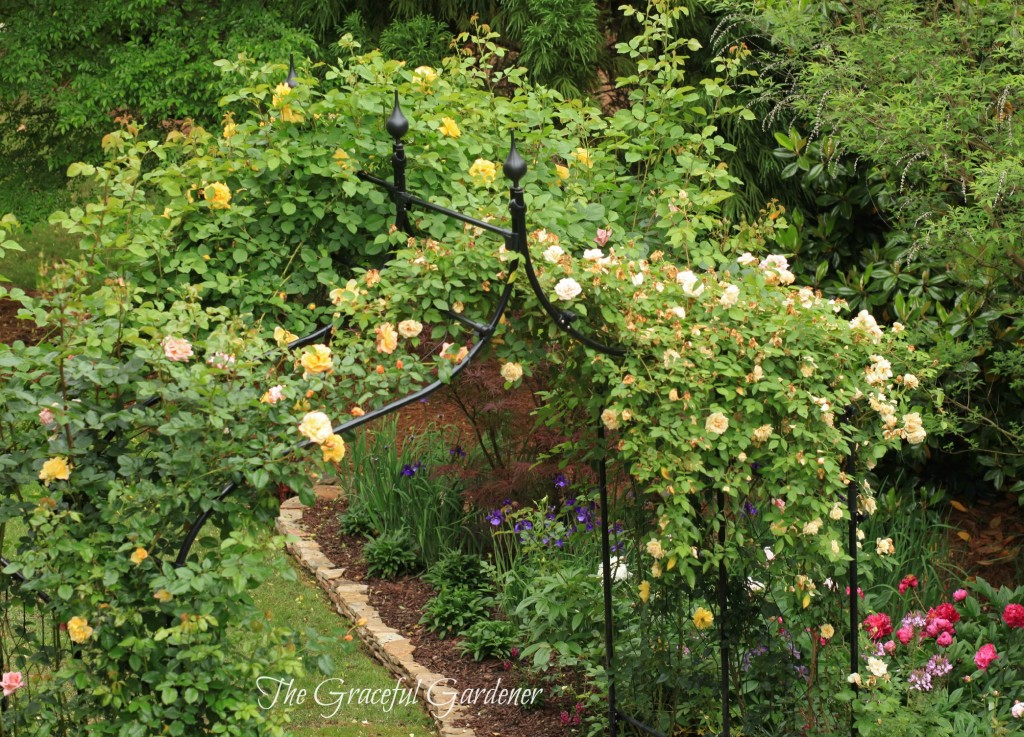Double arch planted with climbing roses Rev d'Or and Kordes 'Golden Gate and 'Moonlight'.