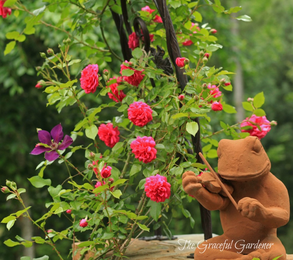 Kordes climbing rose 'Laguna' and  Clematis "Gipsy Queen'