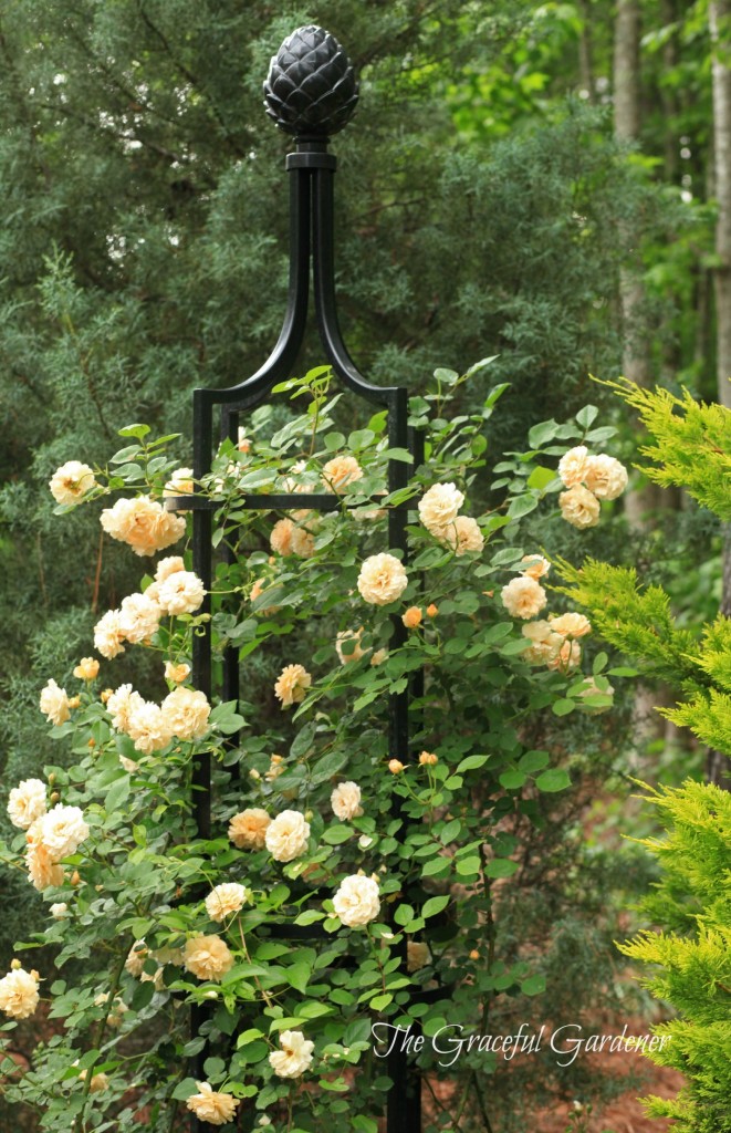 Hybrid Musk rose 'Buff Beauty' gracing one of my three obelisks.