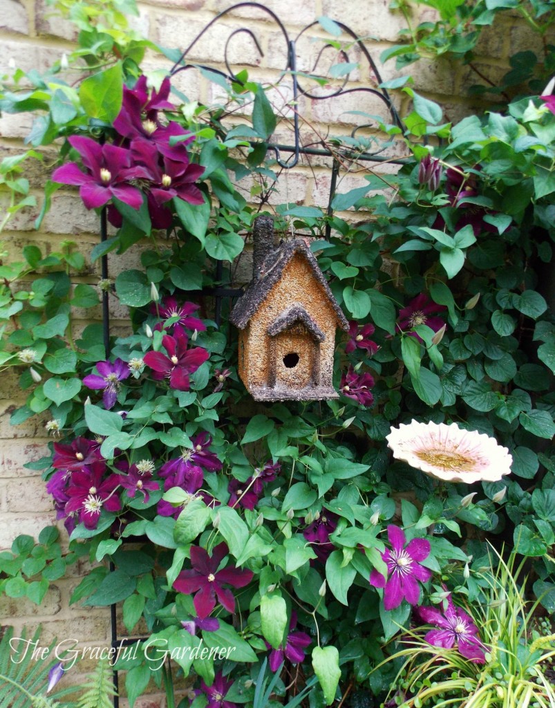 Clematis 'Niobe'