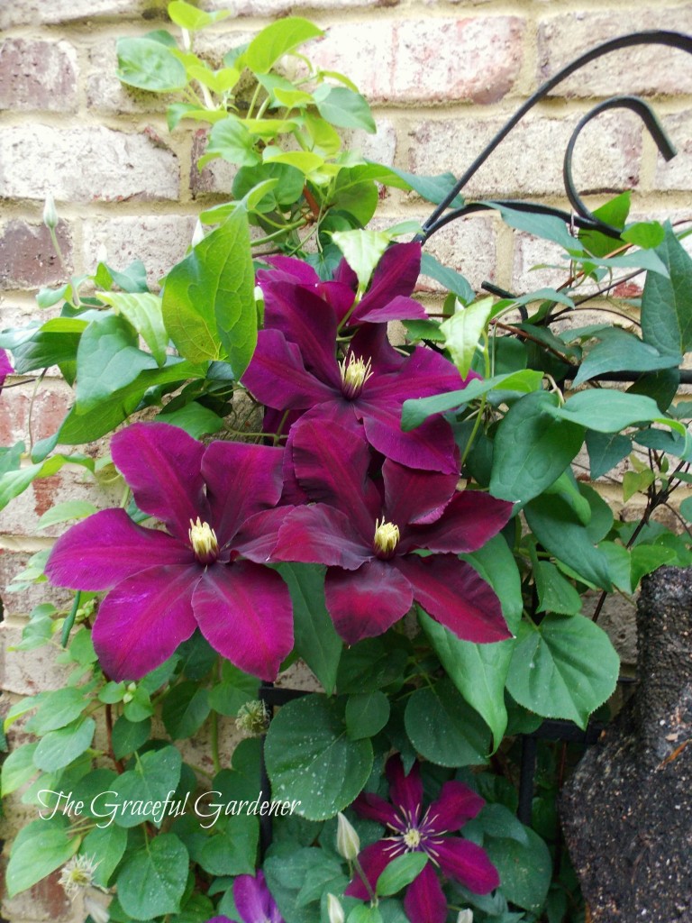 Clematis 'Niobe'