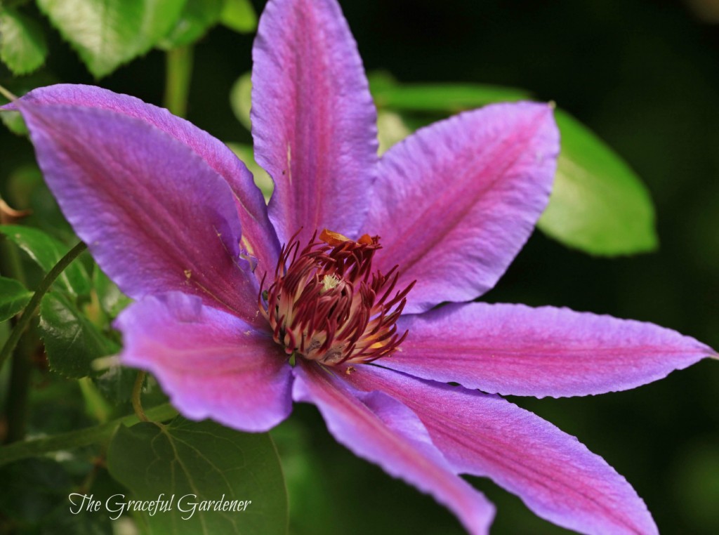 Clematis 'Nelly Moser'