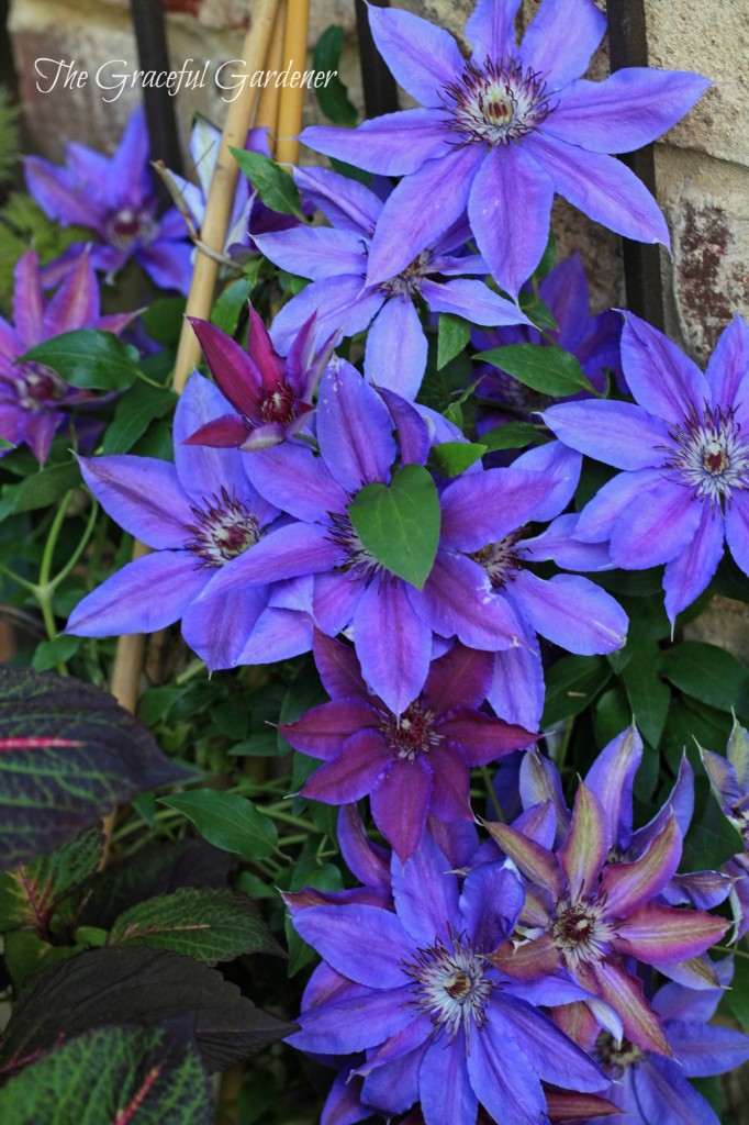 Clematis x 'Starry Nights'