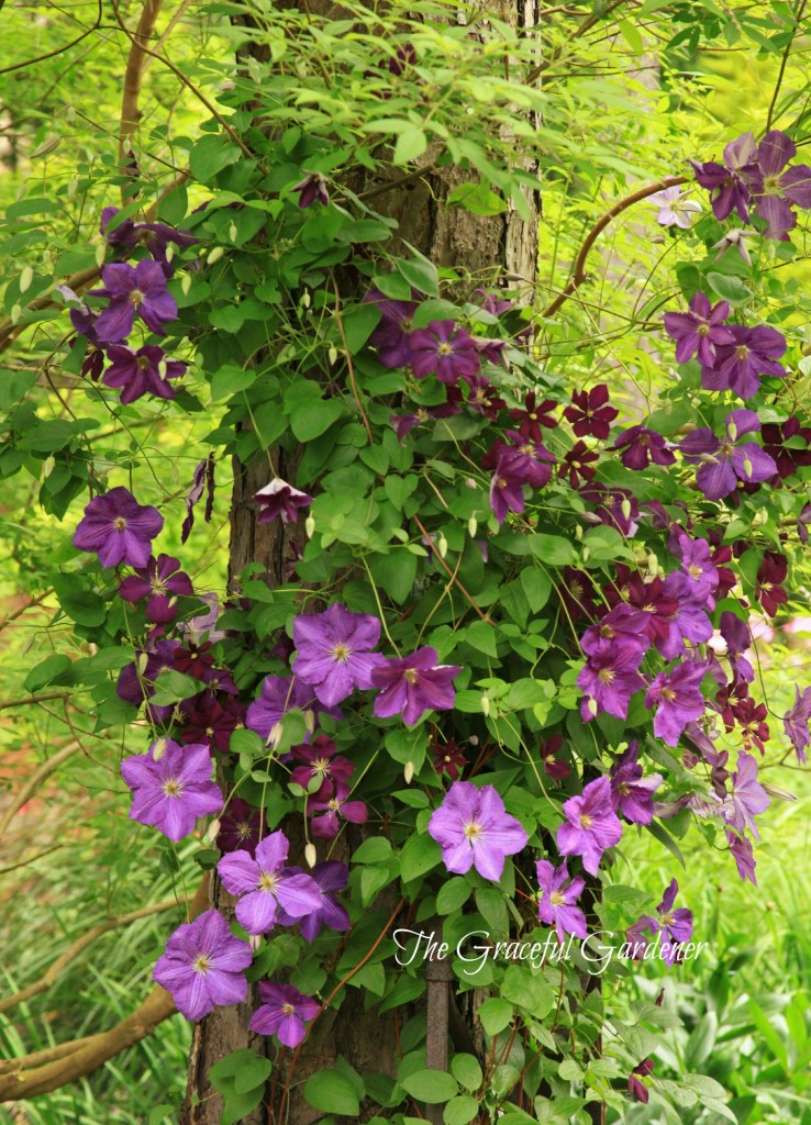 C. 'Victoria' and 'Etoile Violette'