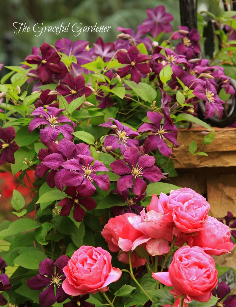 C. viticella 'Etoile Violette' and 'Grande Dame rose