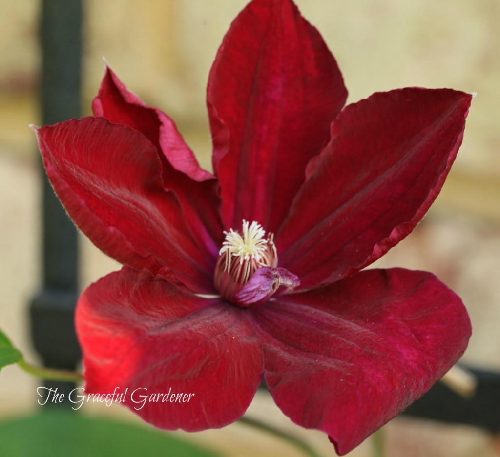 Clematis 'Rouge Cardinal'