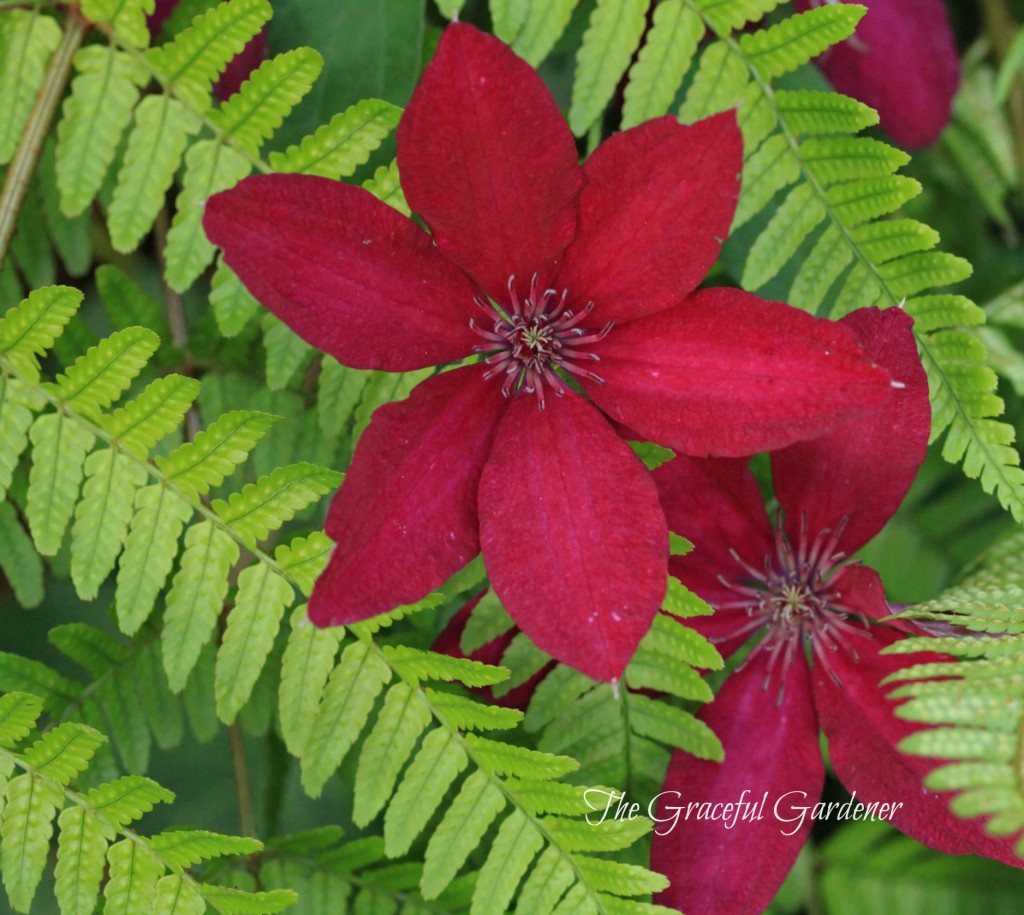 Clematis 'Ruutel'