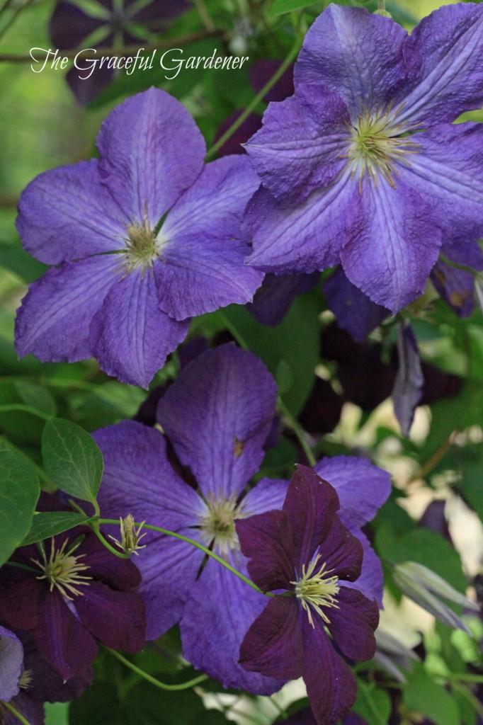 C. 'Victoria' and C. viticella 'Etoile Violette'