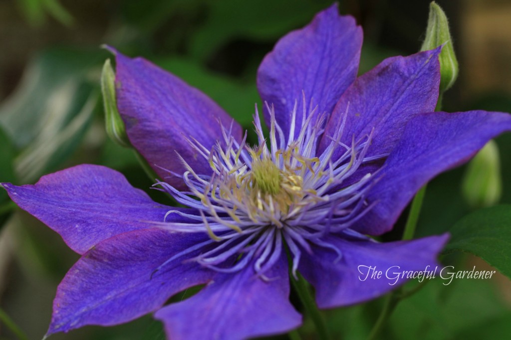 Large flowering clematis "Crystal Fountain'