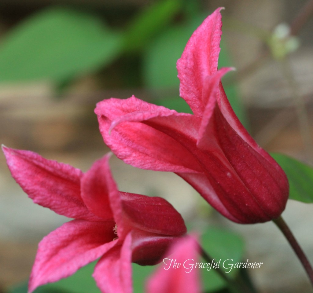 Clematis texensis 'Princess Diana'