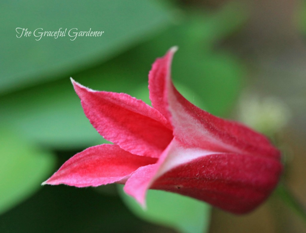 C.texensis "Princess Diana'