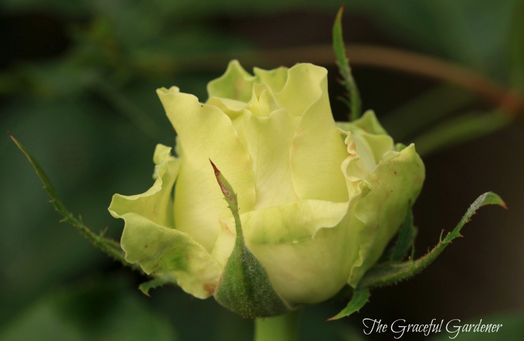 'Green Romantica'