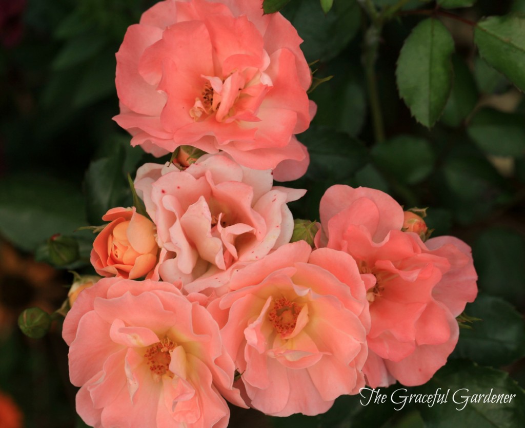 'Peach Drift' rose