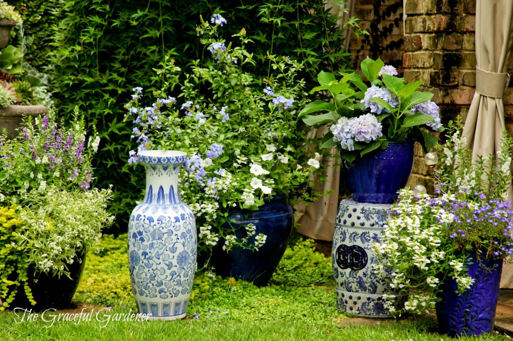 Blue container's corner of my garden.