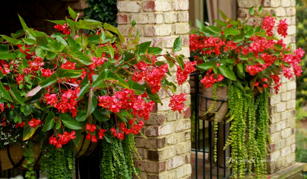 Dragon Wing begonia window boxes