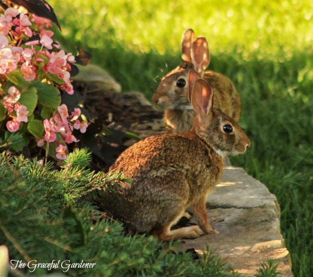 Bunnies in my garden. They loved my begonias!