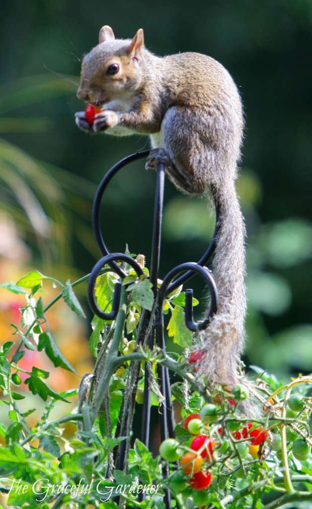 So much for growing cherry tomatoes for myself...Mr. Squirrel would have a daily feast!